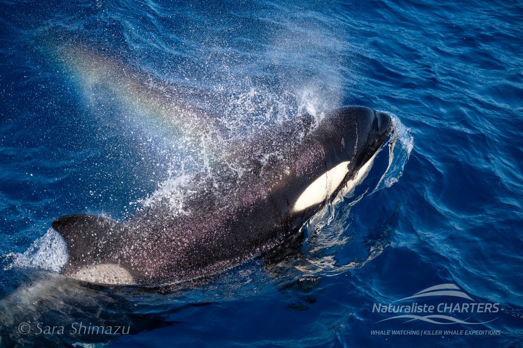 Killer Whales are seen only 200k'ms from Albany