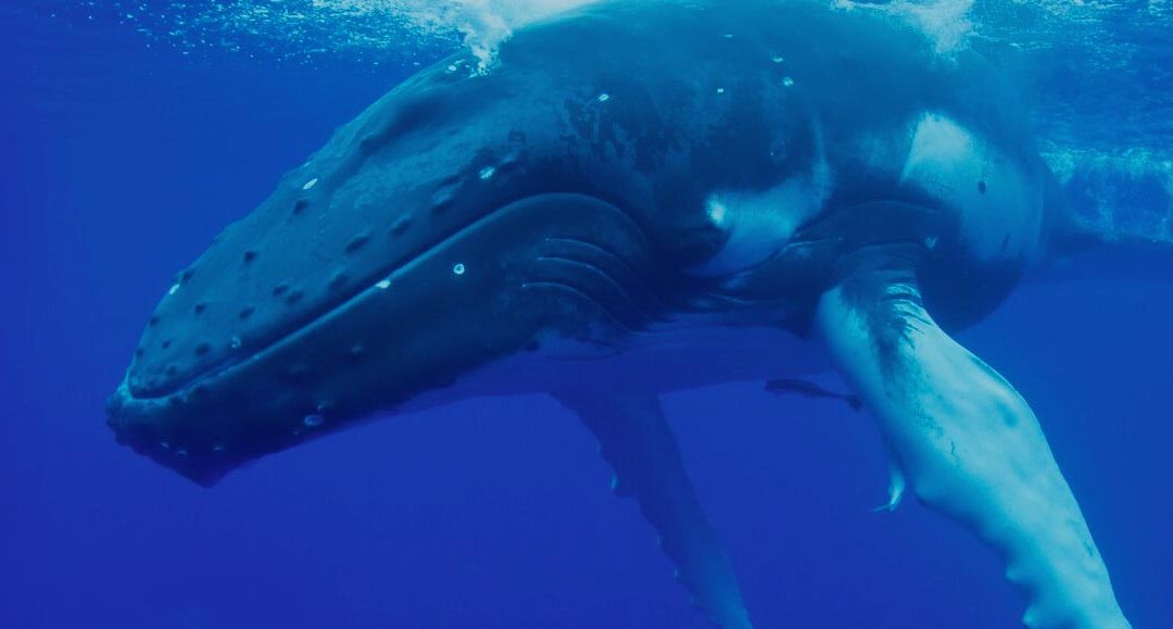 Humpback Whales: The Ultimate Guide to Humpback Whales!