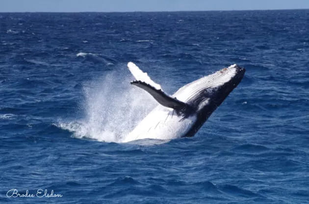 Whale research season kicks off in Geographe Bay and Augusta!