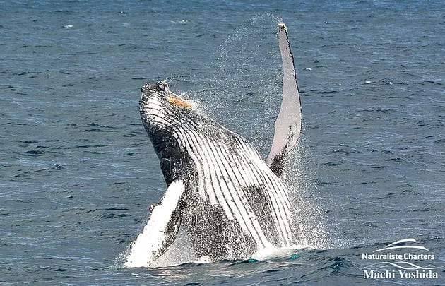 Close up photo of a whale jumping