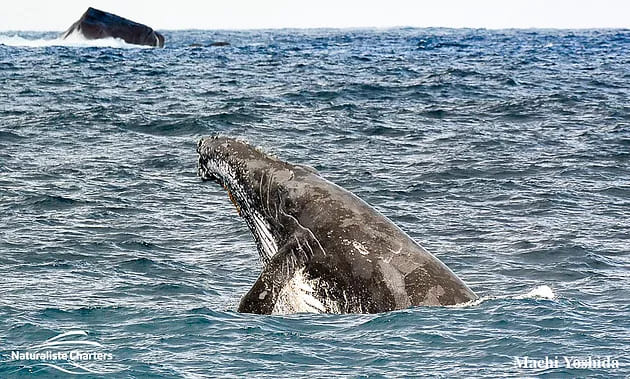 The Best of Winter Whale Watching in Australia!