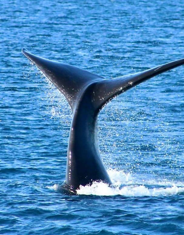 whale watching Western Australia