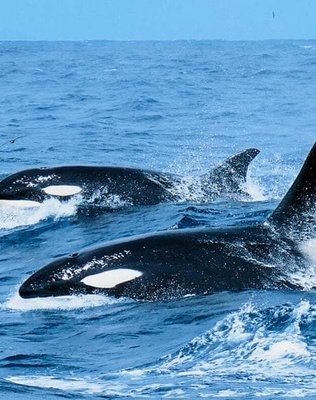 Bremer Canyon Killer Whale Expeditions