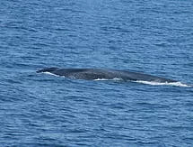 Over 50 BLUE whales this season ALREADY!