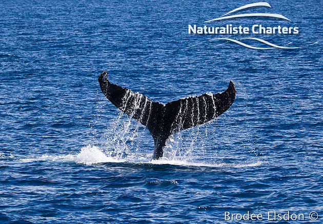 A whale showing its big tail
