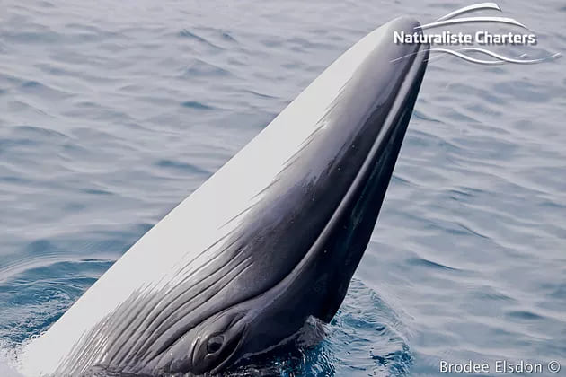 Medium shot of a long nosed whale