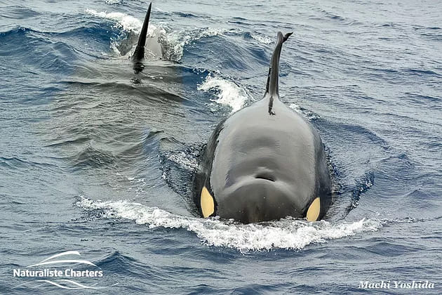 CETACEAN MAGNET