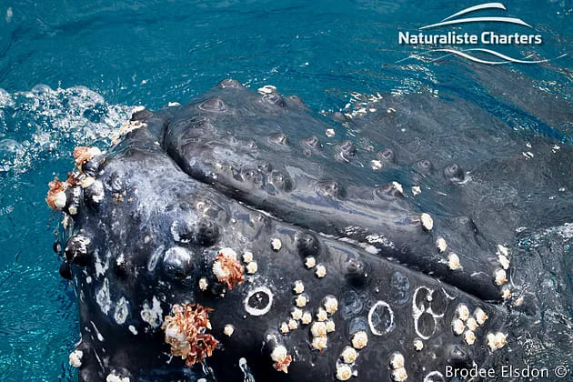 Close photo of a whale with barnacles