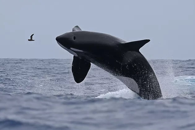 A photo of a killer whale shooting out of the water with a bird