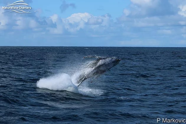 Whale Watching Tours – Augusta and Albany
