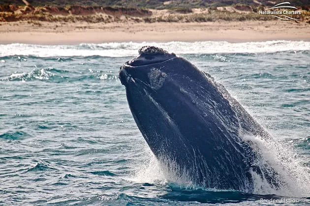 Whale thats a WRAP for the WA northern migration!