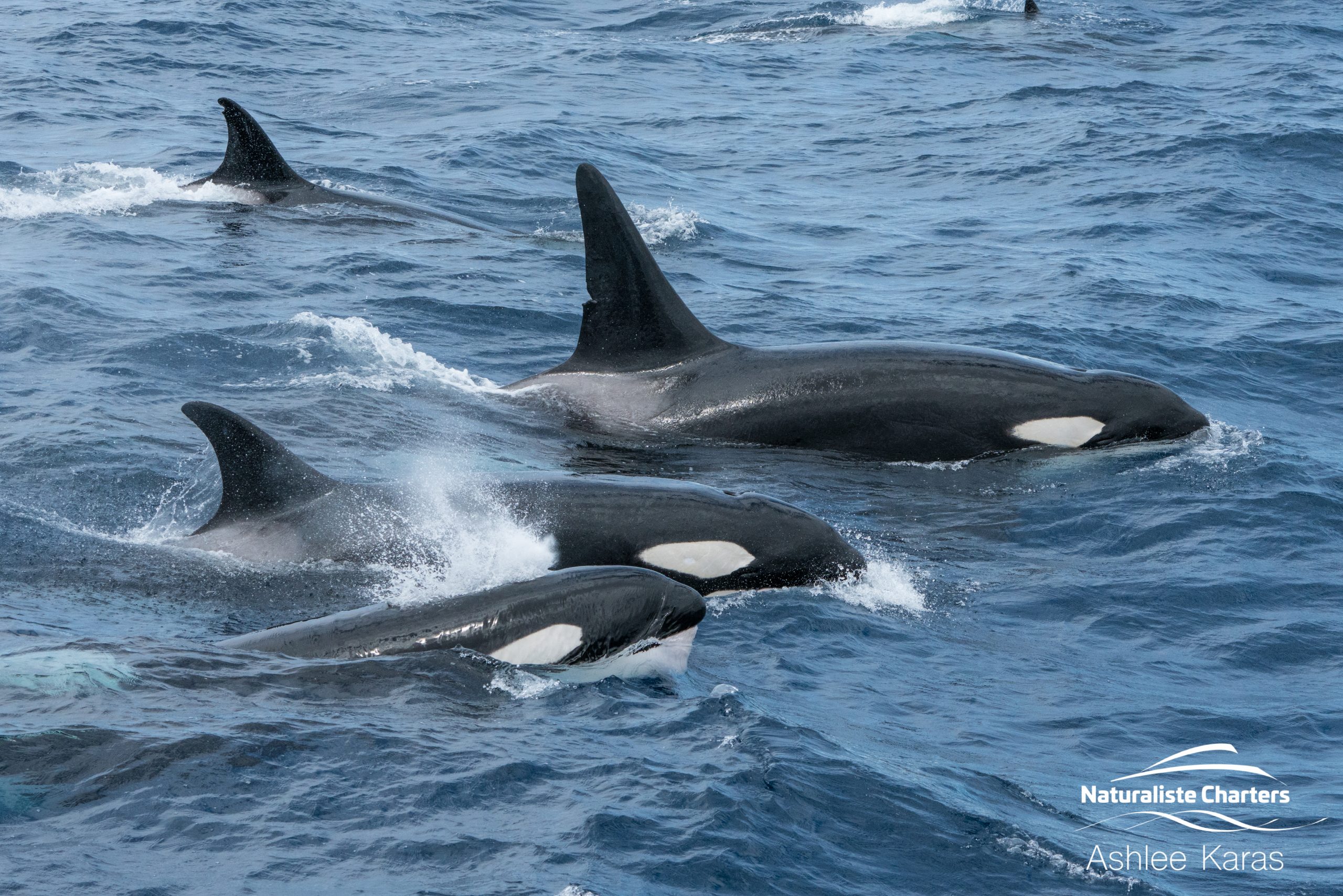Lined Up Killer Whales