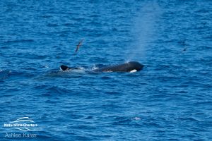 Shot of an orca whale from afar