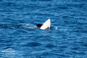 Calf jumping out of the water