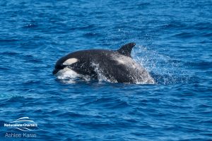 Orca Whale Watching Tour