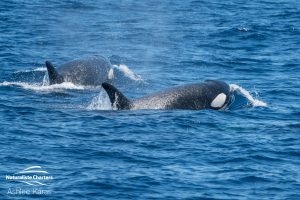 Orca Whale Watching