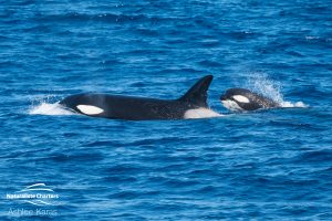 Killer Whale Watching