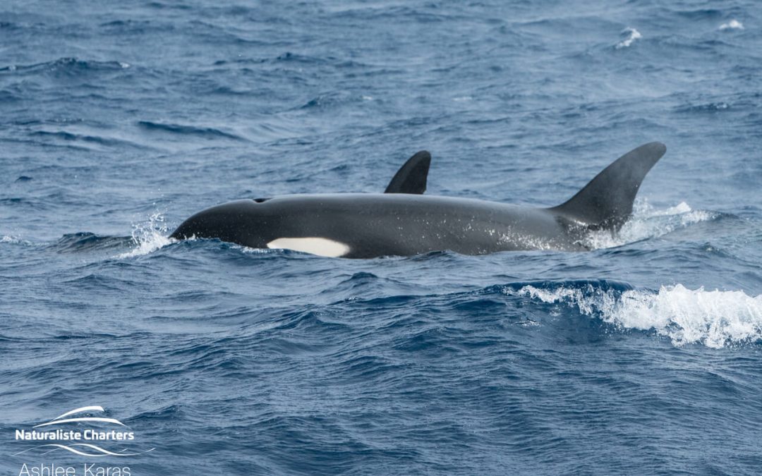 Slicks and SPERM WHALES!