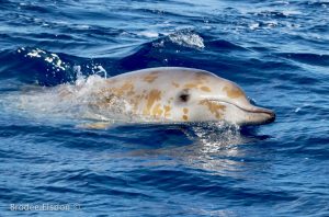 A whale being hunted