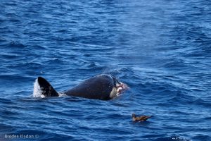 Orca Hunting