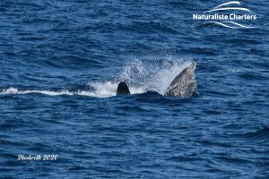 Killer Whale pulling down the prey