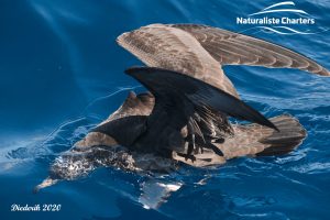 Bird reaching underwater