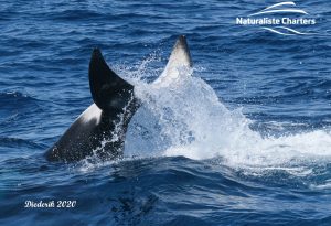 Tail of a whale