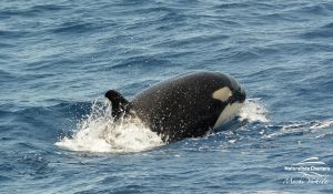 Killer Whale tour