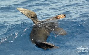 Whale tour in australia