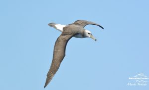 Flying bird and a blue sky