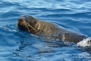 Sea Lion