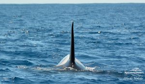 Fin of an Orca Whale