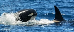 Orcas playing around