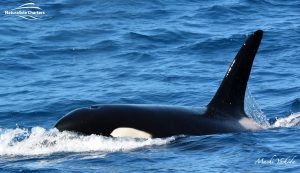 Long Fin of an orca Whale