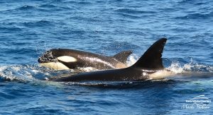 Killer Whales