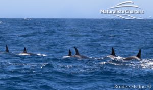 Orca Whale Watching in Bremer Canyon - February 15, 2020 - 29