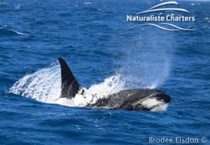 Orca Whale Watching in Bremer Canyon - February 15, 2020 - 16