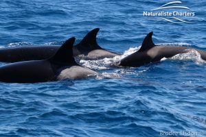 Orca Whale Watching in Bremer Canyon - February 15, 2020 - 26 width=