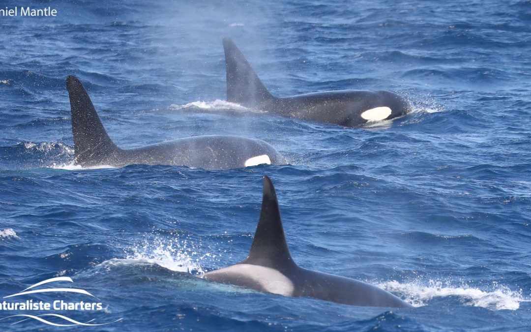 ORCA DOPPELGANGERS!