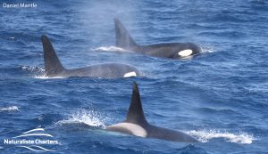 Orca Watching Tours in Bremer Canyon - February 17, 2020 - 4