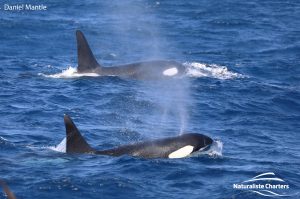 Orca Watching Tours in Bremer Canyon - February 17, 2020 - 5