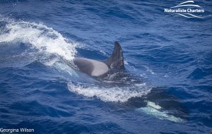 Shot of a whale's body