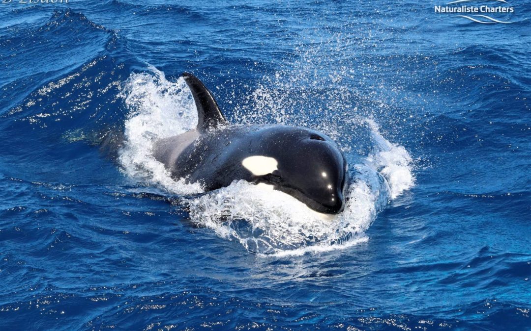 Killer Whales in Australia: Everything You Need to Know