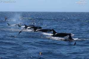Orca Whale Watching in Bremer Canyon - February 15, 2020 - 40
