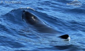 Orca Whale Watching in Bremer Canyon - February 15, 2020 - 41