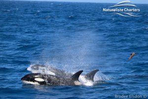 Orca Whale Watching in Bremer Canyon - February 15, 2020 - 21