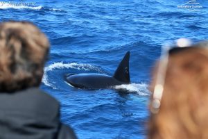 Orca Whale Watching in Bremer Canyon - February 15, 2020 - 42