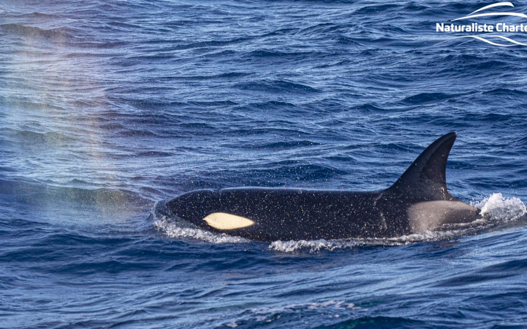 Calm Orca, Calm Seas