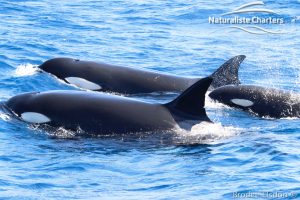 Orca Whale Watching in Bremer Canyon - February 15, 2020 - 25