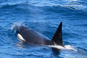 Orca Whale Watching in Bremer Canyon - February 15, 2020 - 33